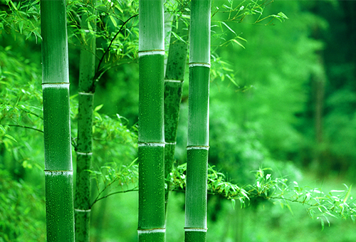 Pulp Molding Raw Material 2: Bamboo Pulp